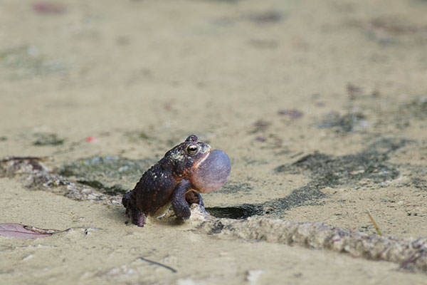 Southern Toad (Anaxyrus terrestris)