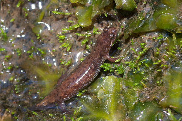 Seal Salamander (Desmognathus monticola)