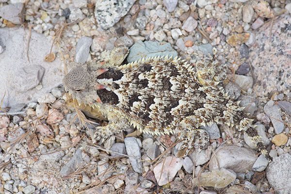 Blainville’s Horned Lizard (Phrynosoma blainvillii)