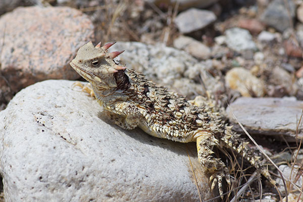 Blainville’s Horned Lizard (Phrynosoma blainvillii)