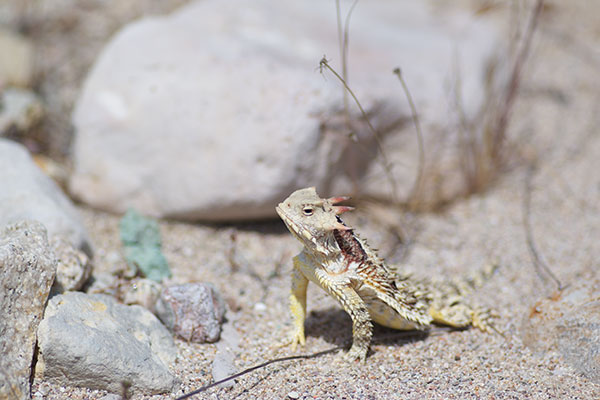 Blainville’s Horned Lizard (Phrynosoma blainvillii)