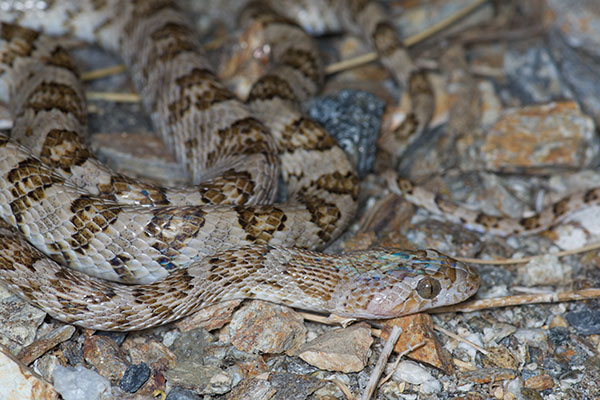 California Lyresnake (Trimorphodon lyrophanes)