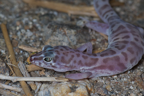 Desert Banded Gecko (Coleonyx variegatus variegatus)