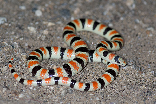 Colorado Desert Shovel-nosed Snake (Sonora annulata annulata)