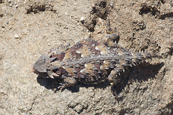 Blainville’s Horned Lizard (Phrynosoma blainvillii)