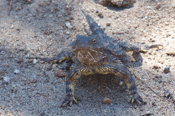 Blainville’s Horned Lizard (Phrynosoma blainvillii)