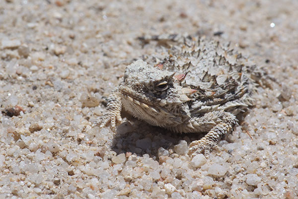 Blainville’s Horned Lizard (Phrynosoma blainvillii)