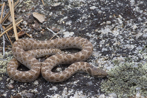 San Diego Nightsnake (Hypsiglena ochrorhyncha klauberi)