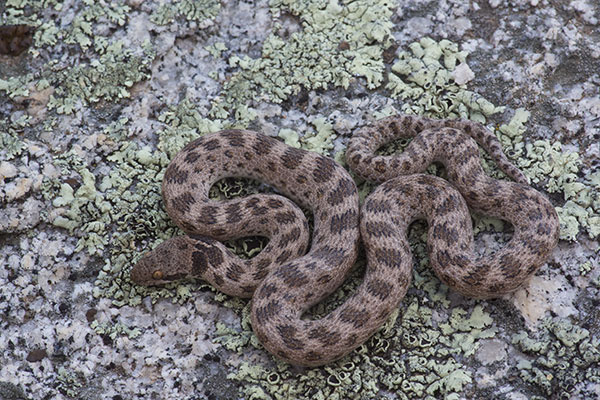 San Diego Nightsnake (Hypsiglena ochrorhyncha klauberi)