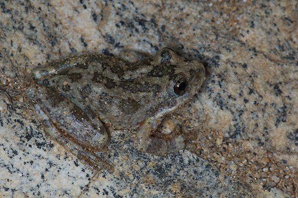 California Treefrog (Pseudacris cadaverina)