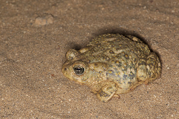 Arroyo Toad (Anaxyrus californicus)