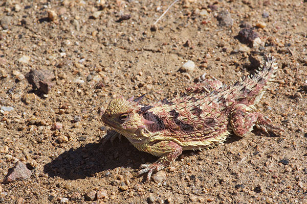 Cedros Island Horned Lizard (Phrynosoma cerroense)