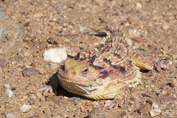 Cedros Island Horned Lizard (Phrynosoma cerroense)