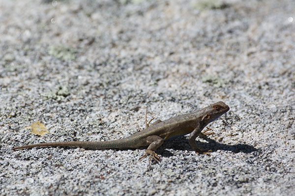 Southern Sagebrush Lizard (Sceloporus graciosus vandenburgianus)