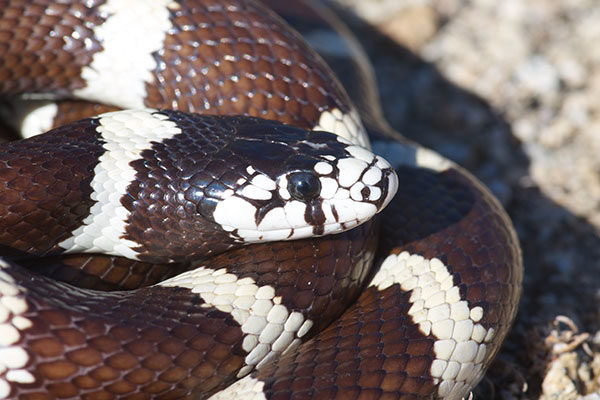 California Kingsnake (Lampropeltis californiae)