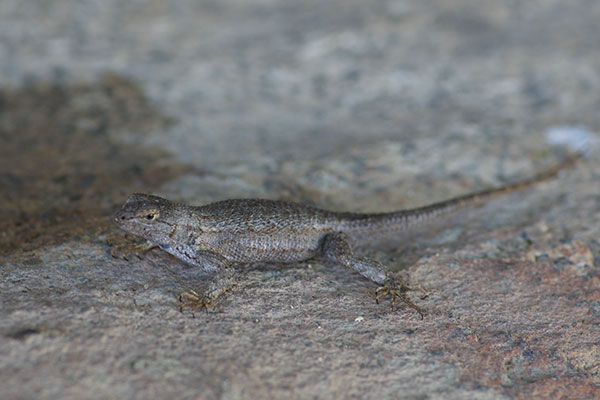 Great Basin Fence Lizard (Sceloporus occidentalis longipes)