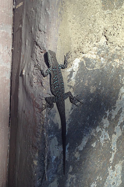 Black-tailed Brush Lizard (Urosaurus nigricauda)