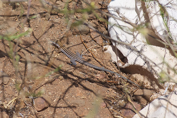 Belding’s Orange-throated Whiptail (Aspidoscelis hyperythra beldingi)