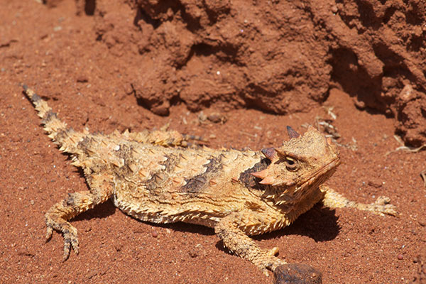 Cedros Island Horned Lizard (Phrynosoma cerroense)