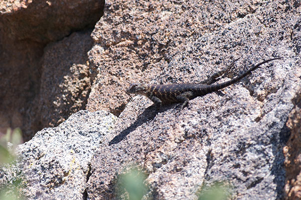 Granite Spiny Lizard (Sceloporus orcutti)