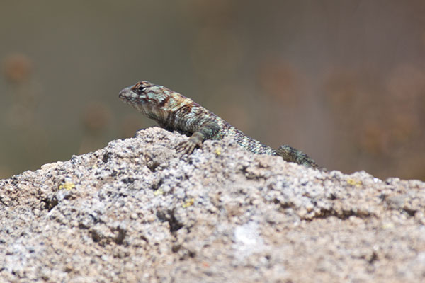 Granite Spiny Lizard (Sceloporus orcutti)