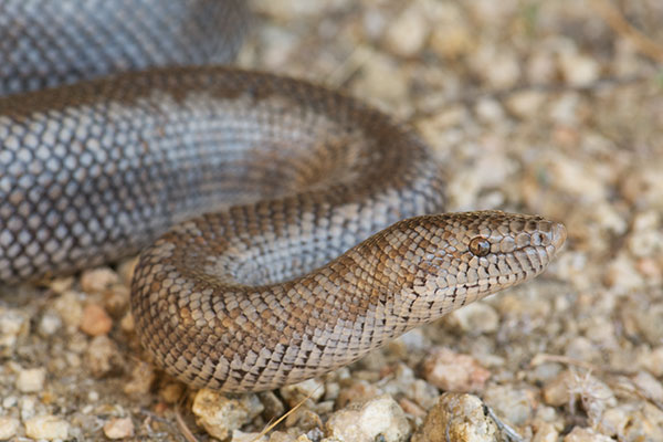 Rosy Boa (Lichanura trivirgata)