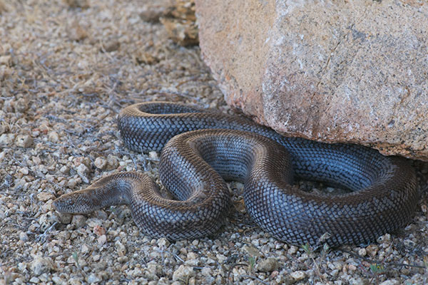 Rosy Boa (Lichanura trivirgata)