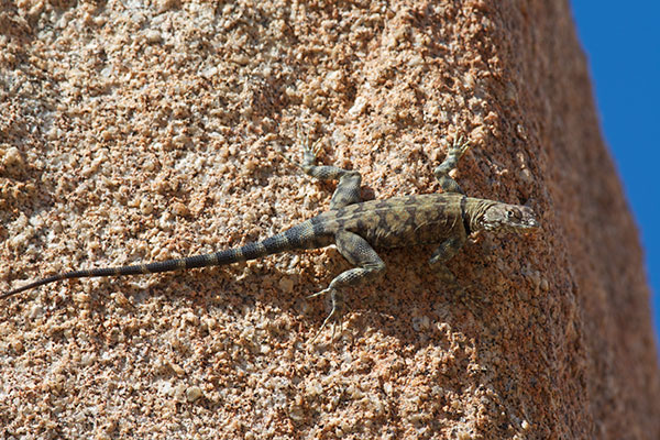 Mearns’s Rock Lizard (Petrosaurus mearnsi)