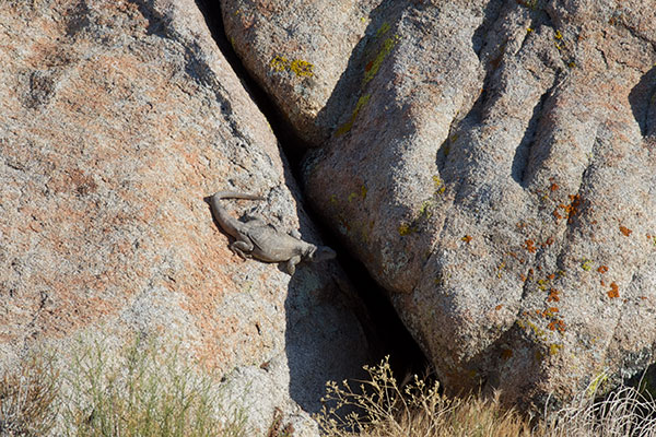 Common Chuckwalla (Sauromalus ater)