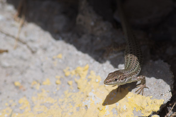 Erhard’s Wall Lizard (Podarcis erhardii)