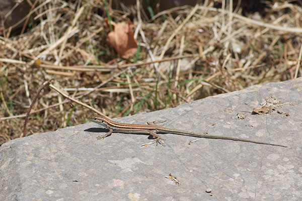 Peloponnese Wall Lizard (Podarcis peloponnesiacus)