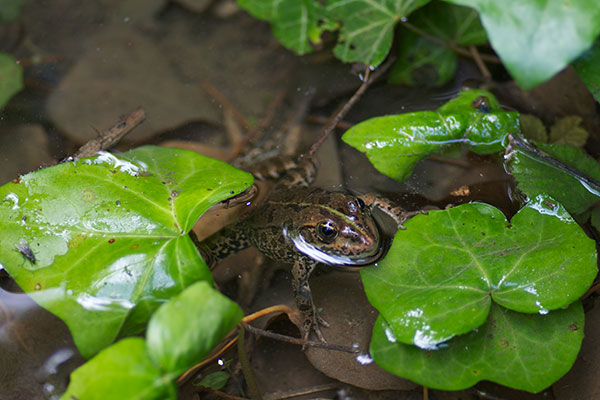 Marsh Frog (Pelophylax ridibundus)