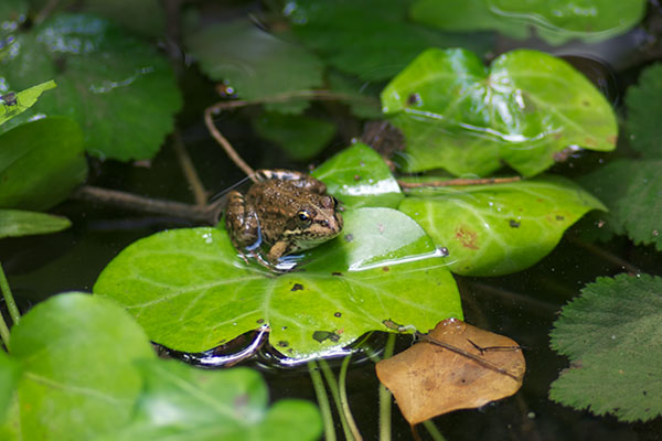 Marsh Frog (Pelophylax ridibundus)