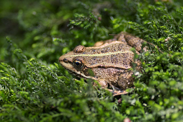 Marsh Frog (Pelophylax ridibundus)