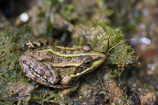 Marsh Frog (Pelophylax ridibundus)