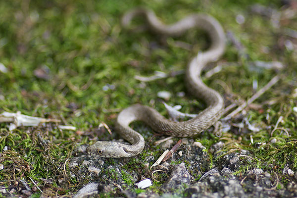 Dice Snake (Natrix tessellata)