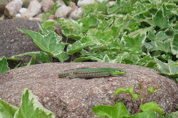 Northern Italian Wall Lizard (Podarcis siculus campestris)