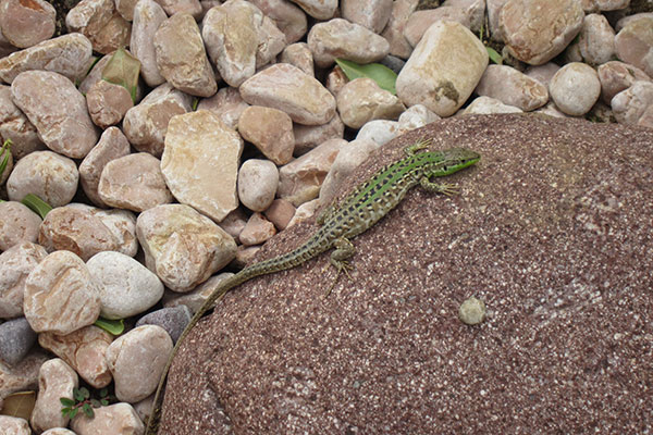 Northern Italian Wall Lizard (Podarcis siculus campestris)