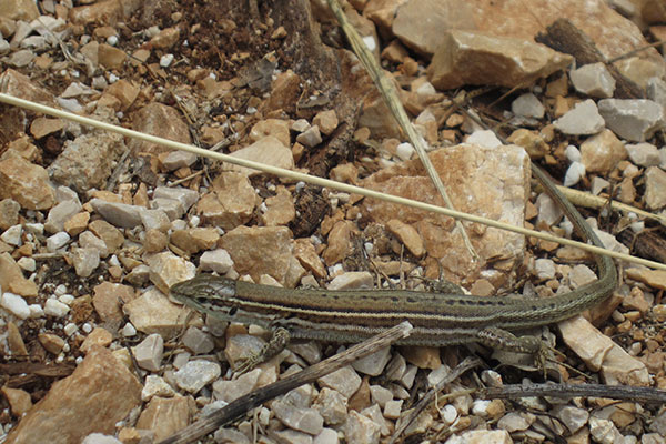 Dalmation Wall Lizard (Podarcis melisellensis)