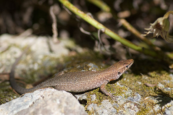 Blue-throated Keeled Lizard (Algyroides nigropunctatus)