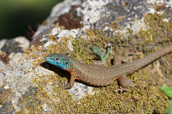 Blue-throated Keeled Lizard (Algyroides nigropunctatus)