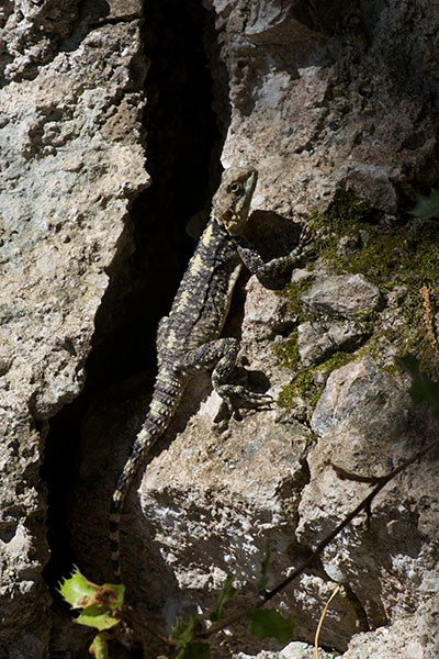 Starred Agama (Stellagama stellio stellio)