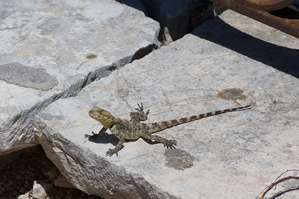 Starred Agama (Stellagama stellio stellio)