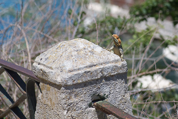 Starred Agama (Stellagama stellio stellio)