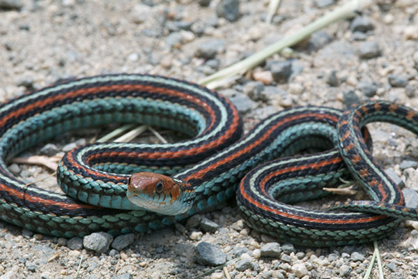 San Francisco Gartersnake (Thamnophis sirtalis tetrataenia)