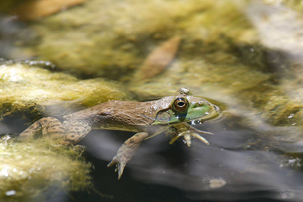 American Bullfrog (Lithobates catesbeianus)