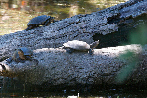 Western Pond Turtle (Actinemys marmorata)