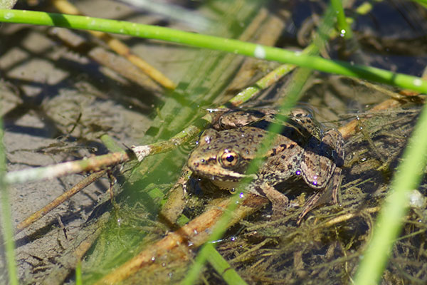 California Red-legged Frog (Rana draytonii)