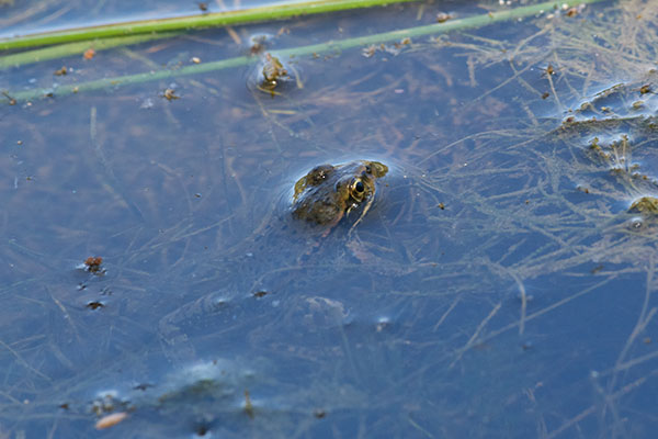 California Red-legged Frog (Rana draytonii)