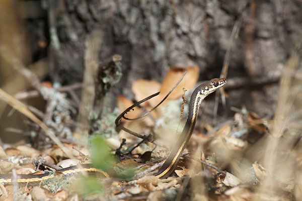 California Striped Racer (Masticophis lateralis lateralis)